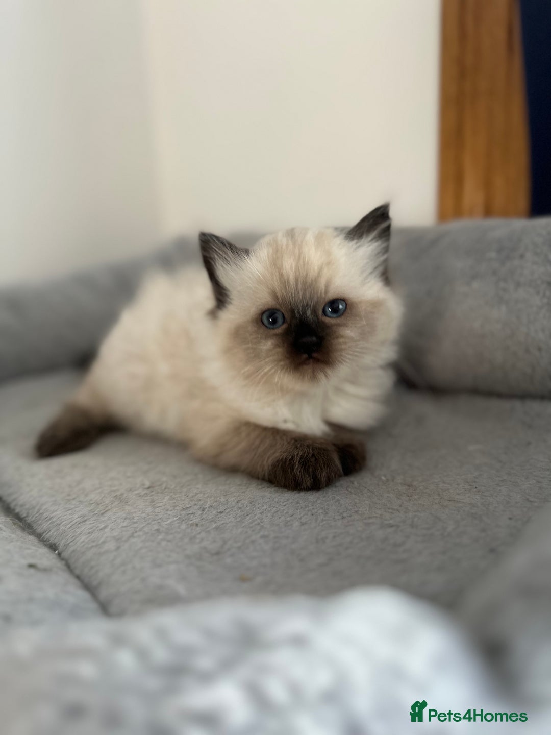 Ragdoll cats for sale: Gorgeous ragdoll kitten - Image 19