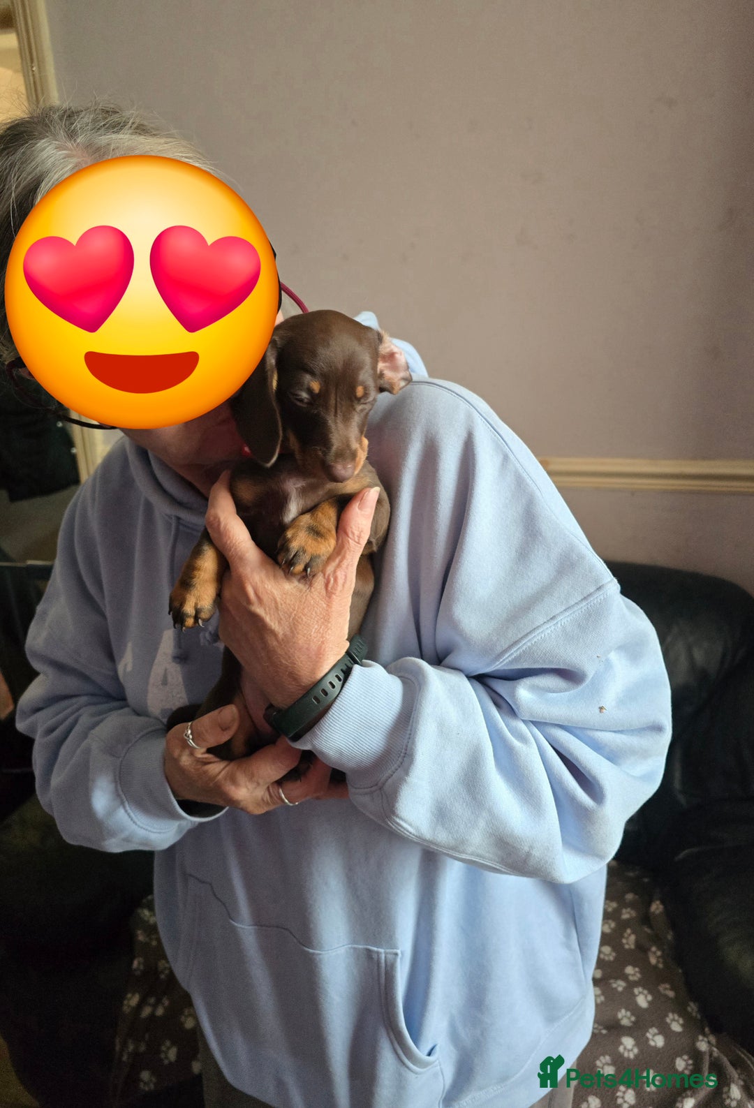 Miniature Dachshund dogs for sale: Miniature Dachshund Puppy - Image 11