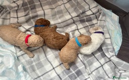 Cavapoochon dogs for sale: 3 beautiful cavapoochon puppies  - Image 3