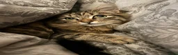 Domestic Shorthair cats for sale: 2 year old cat for rehoming - Advert 3