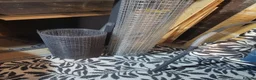 Quail poultry for sale: Quails and full set up - Advert 6