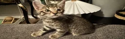 Mixed Breed cats for sale: Beautiful 🐈‍⬛ kittens x - Advert 11