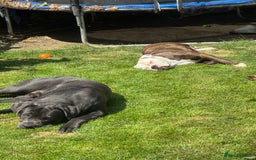 Mixed Breed dogs for sale: Cane Corso x American Bulldog puppies  - Image 23