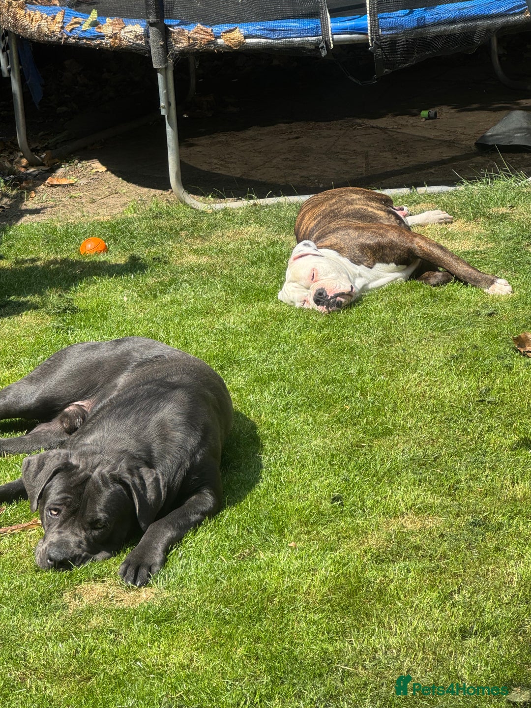 Mixed Breed dogs for sale: Cane Corso x American Bulldog puppies  - Image 23