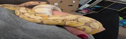Python Snake reptiles for sale: Male Banana Ball Python in Dover - Advert 2