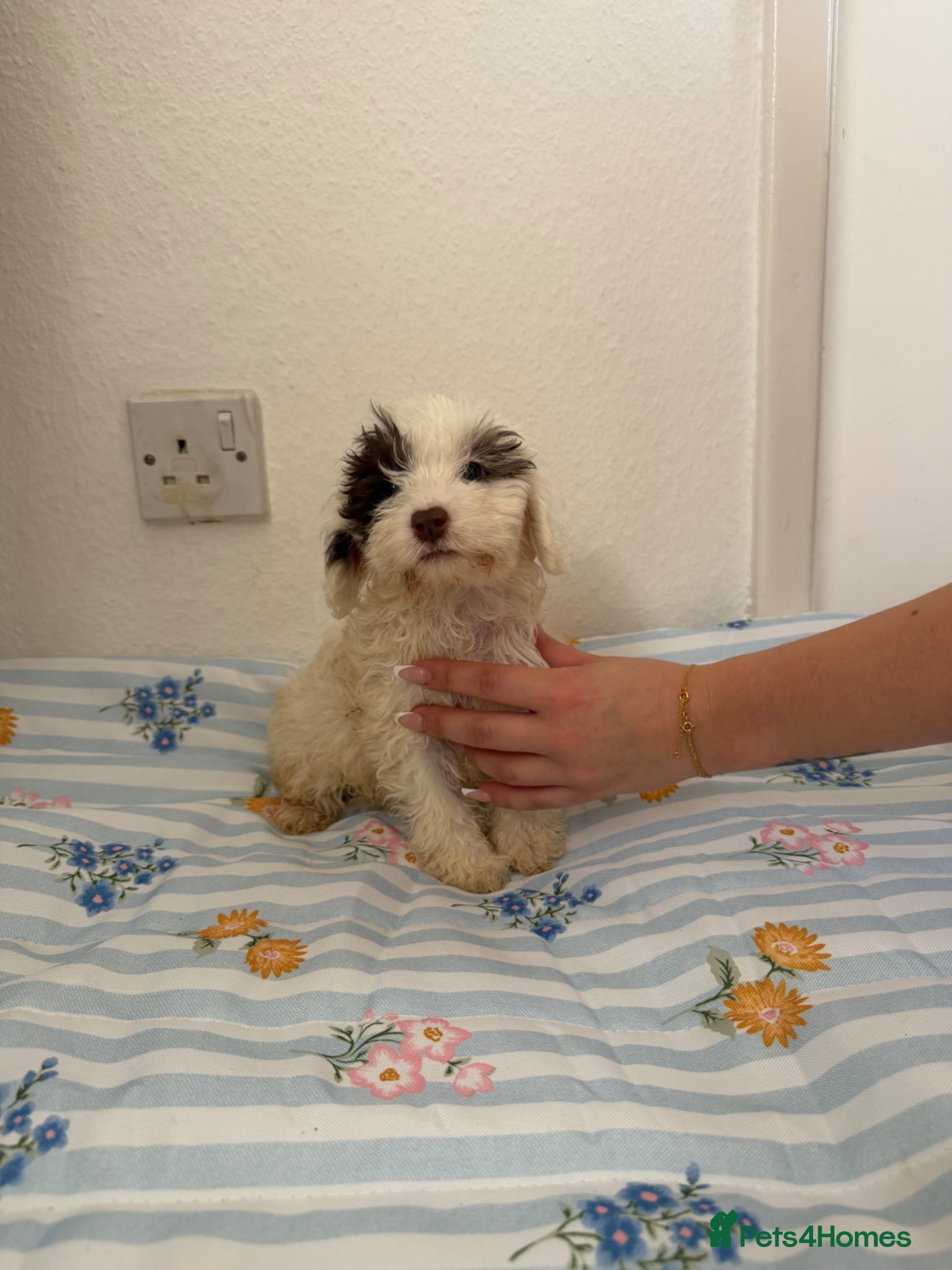 Maltipoo dogs (4 left) Stunning toy Maltipoo Puppies  - Advert 1