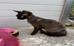 Devon Rex cats for sale: Chocolate Devon Female - Image 7