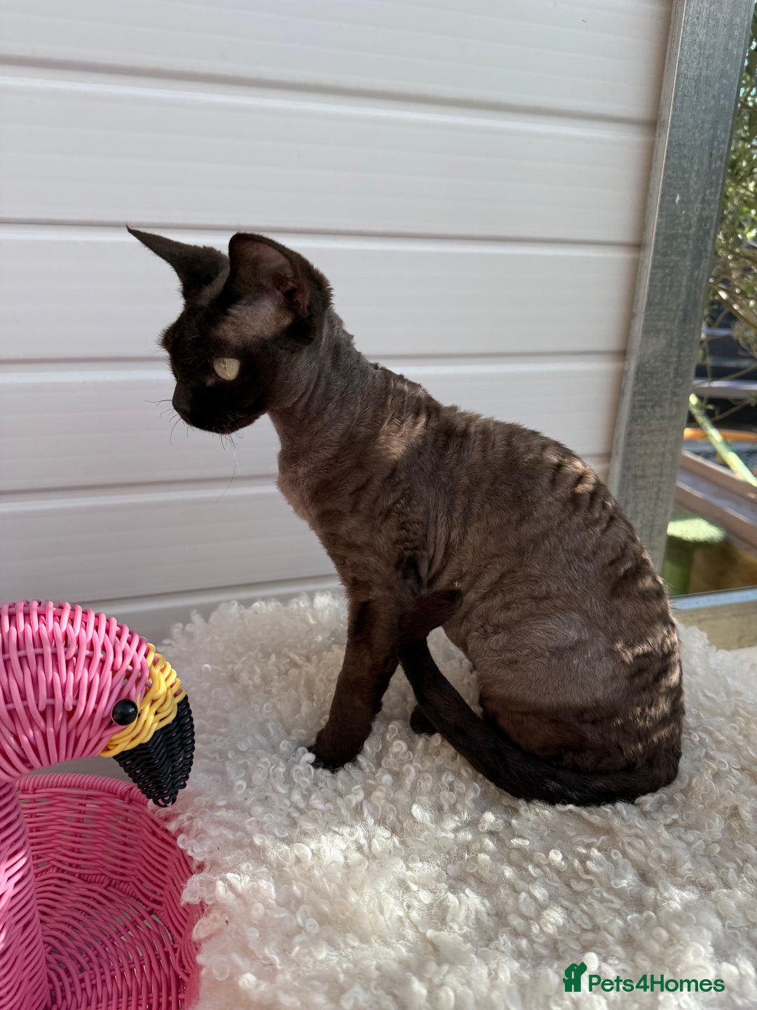Devon Rex cats for sale: Chocolate Devon Female - Image 7