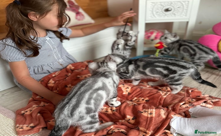 British Shorthair cats - Advert 3