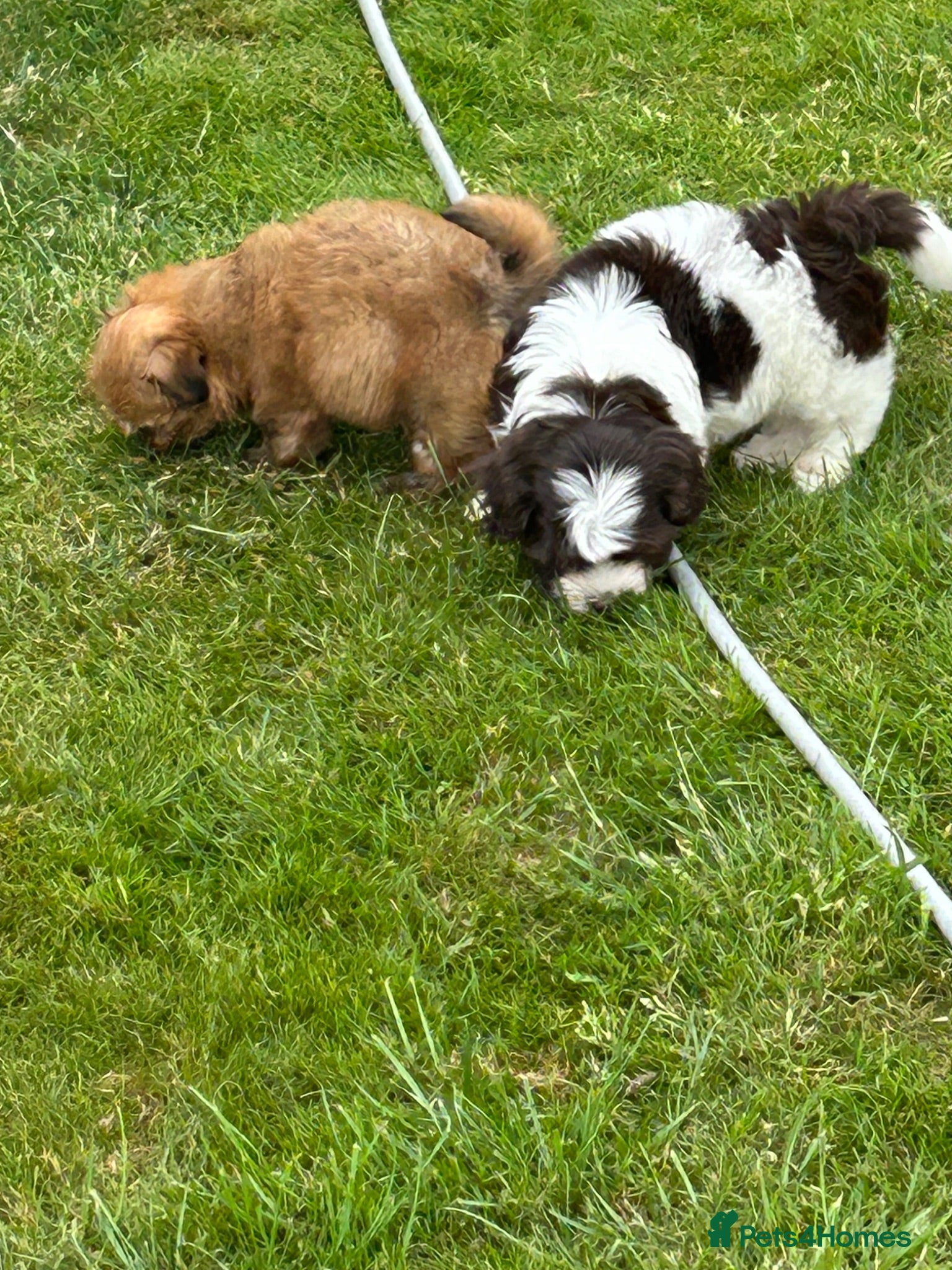 Havanese dogs 8 Exceptional colours KC reg Havanese puppies  - Advert 3