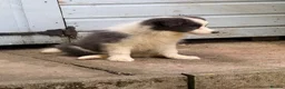 Border Collie dogs for sale: 4 Border Collie puppies in Wigan - Advert 27