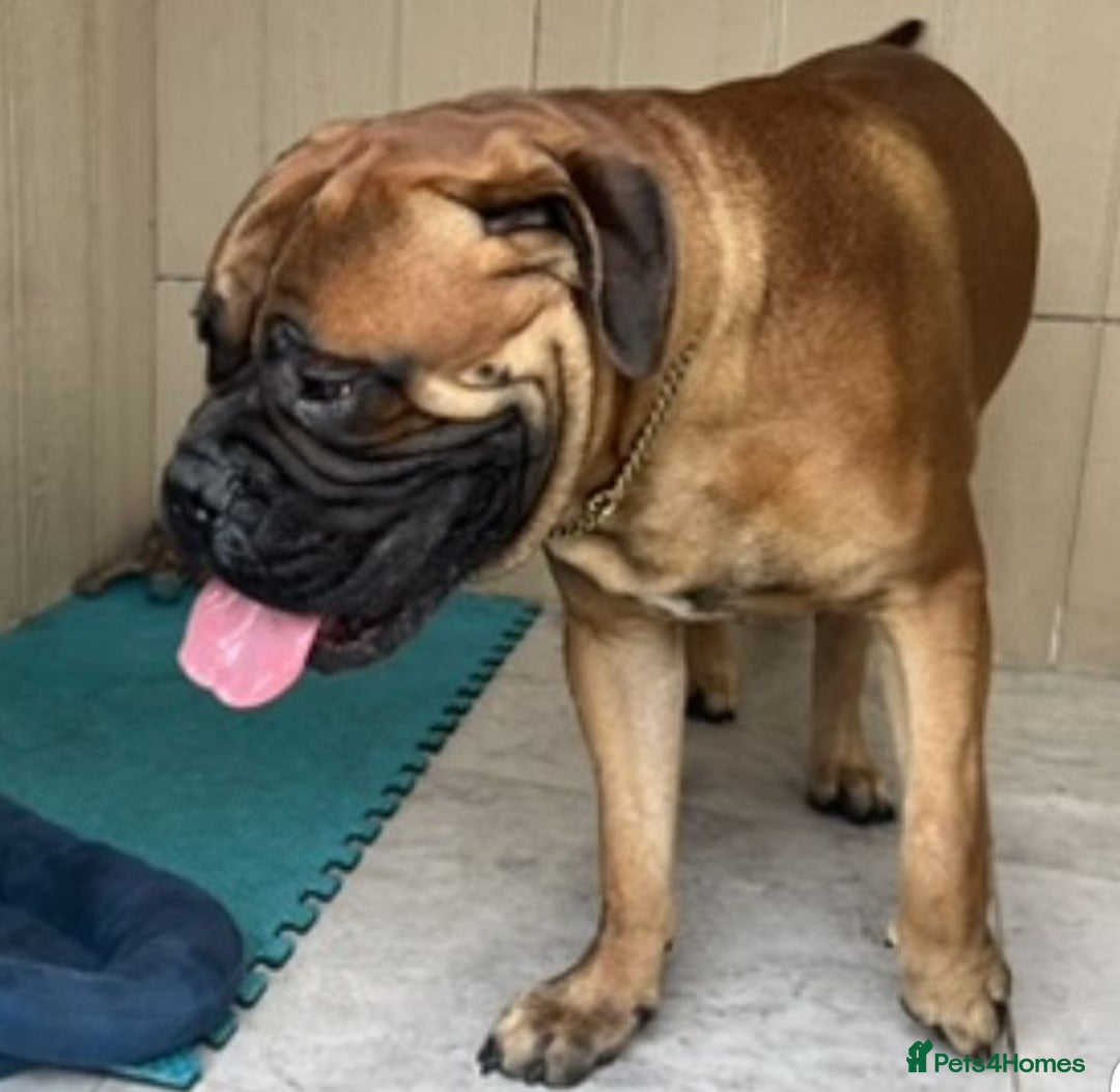 Bullmastiff dogs for sale: Courageous Bullmastiff Puppies. - Image 1