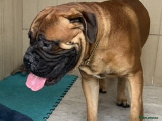 Bullmastiff dogs - Advert 1