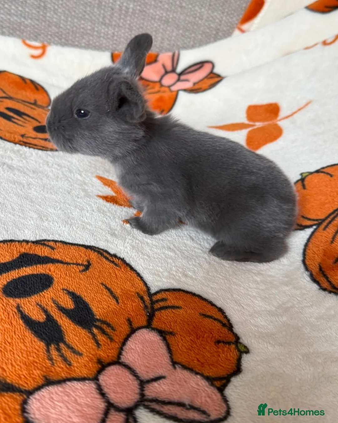 French Lop rabbits for sale: Giant French lop rabbits 3 left  - Advert 21