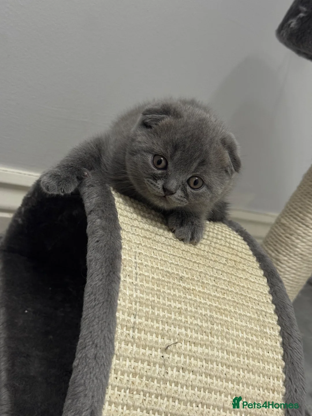 Scottish Fold cats for sale: Last Beautiful Blue Scottish Fold Kitten Ready  - Advert 2