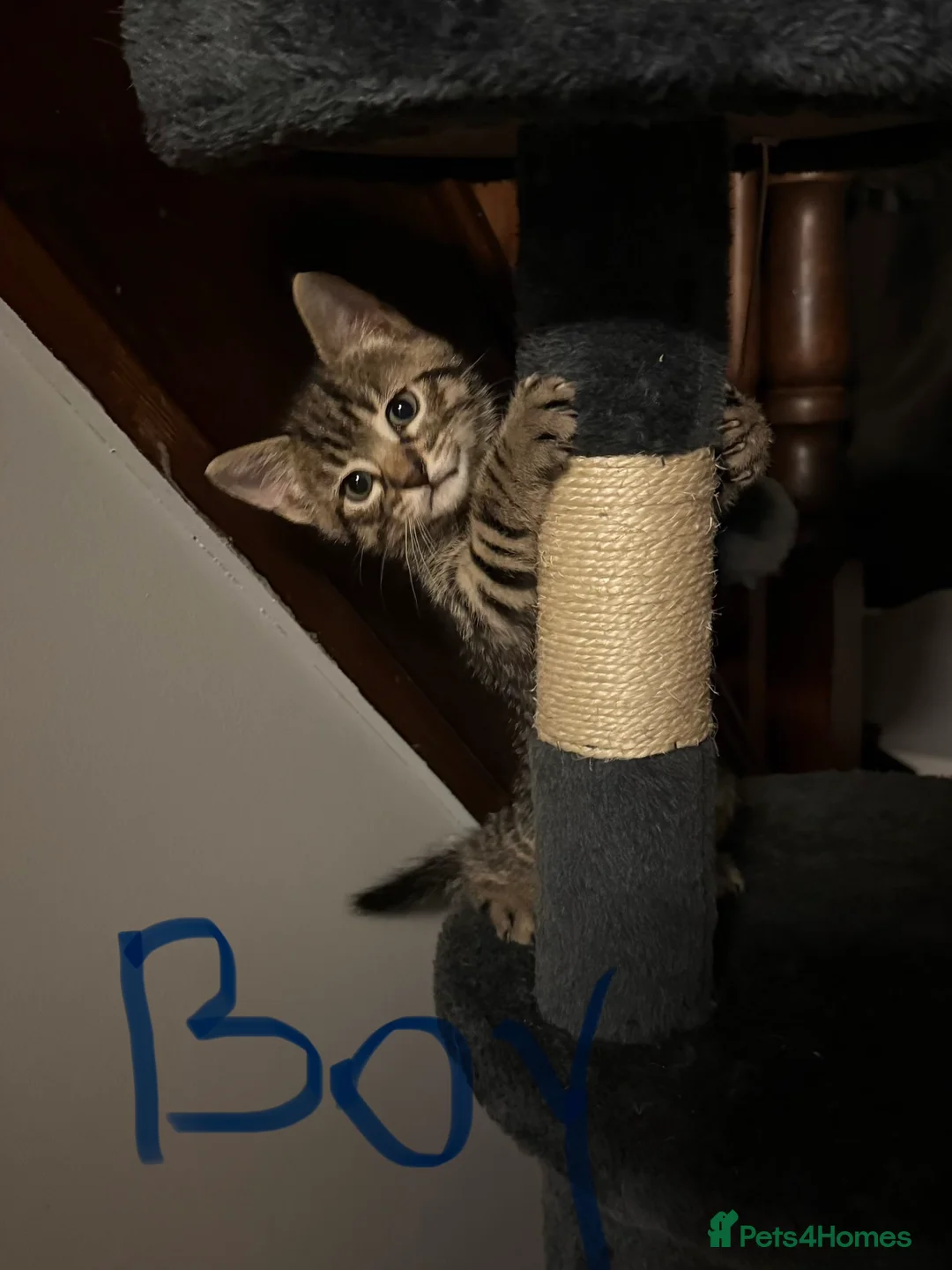 Mixed Breed cats for sale: Two kittens  - Advert 2