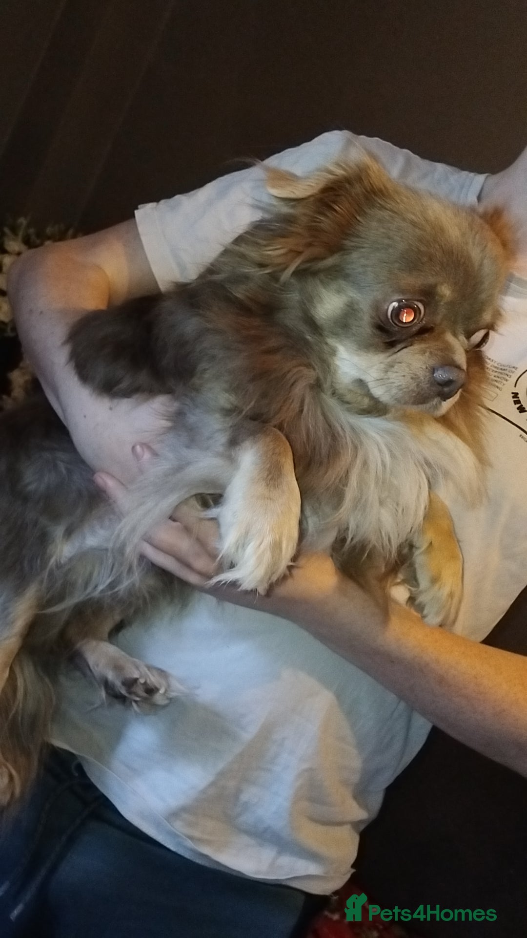 Chihuahua dogs for sale: Kc longhaired chihuahua  - Advert 3