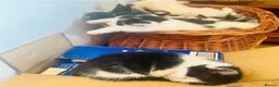 Mixed Breed cats for sale: Ivy's 12 little kittens are ready for a new home! - Advert 5