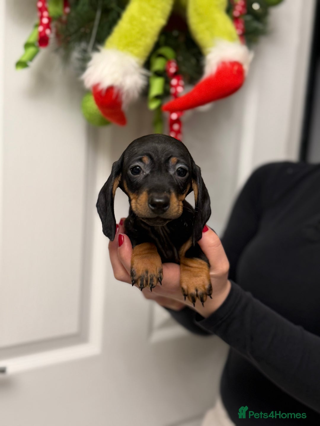 Miniature Dachshund dogs for sale: Miniature Dachshund  - Advert 3