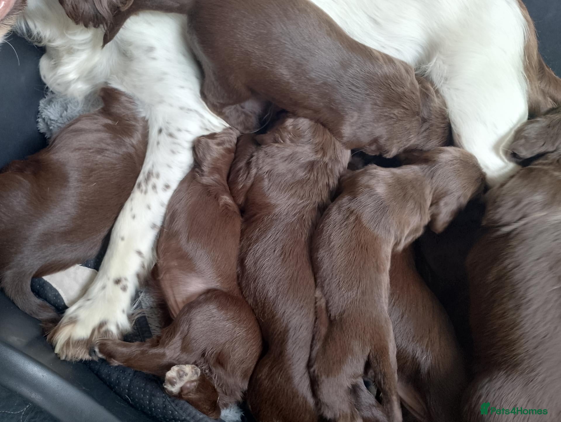 Sprocker dogs F1 sprocker puppies - Advert 2