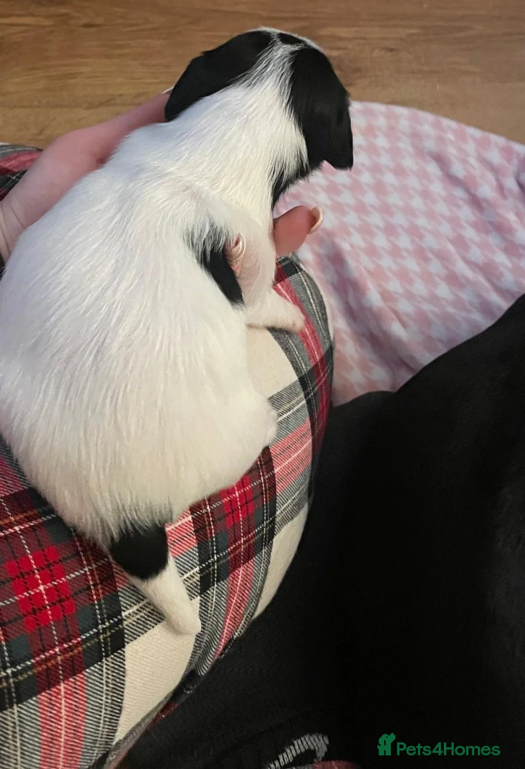 Mixed Breed dogs for sale: 1 boy and 1 girl for sale dashund x poochon - Advert 12