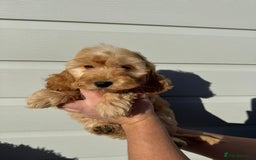 Cockapoo dogs for sale: Cockapoo Puppies (Licensed Breeder)  - Advert 13