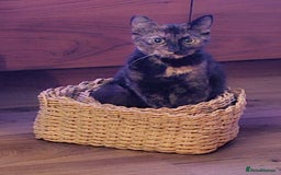 Domestic Shorthair cats for sale: Cat needing new home - Image 2