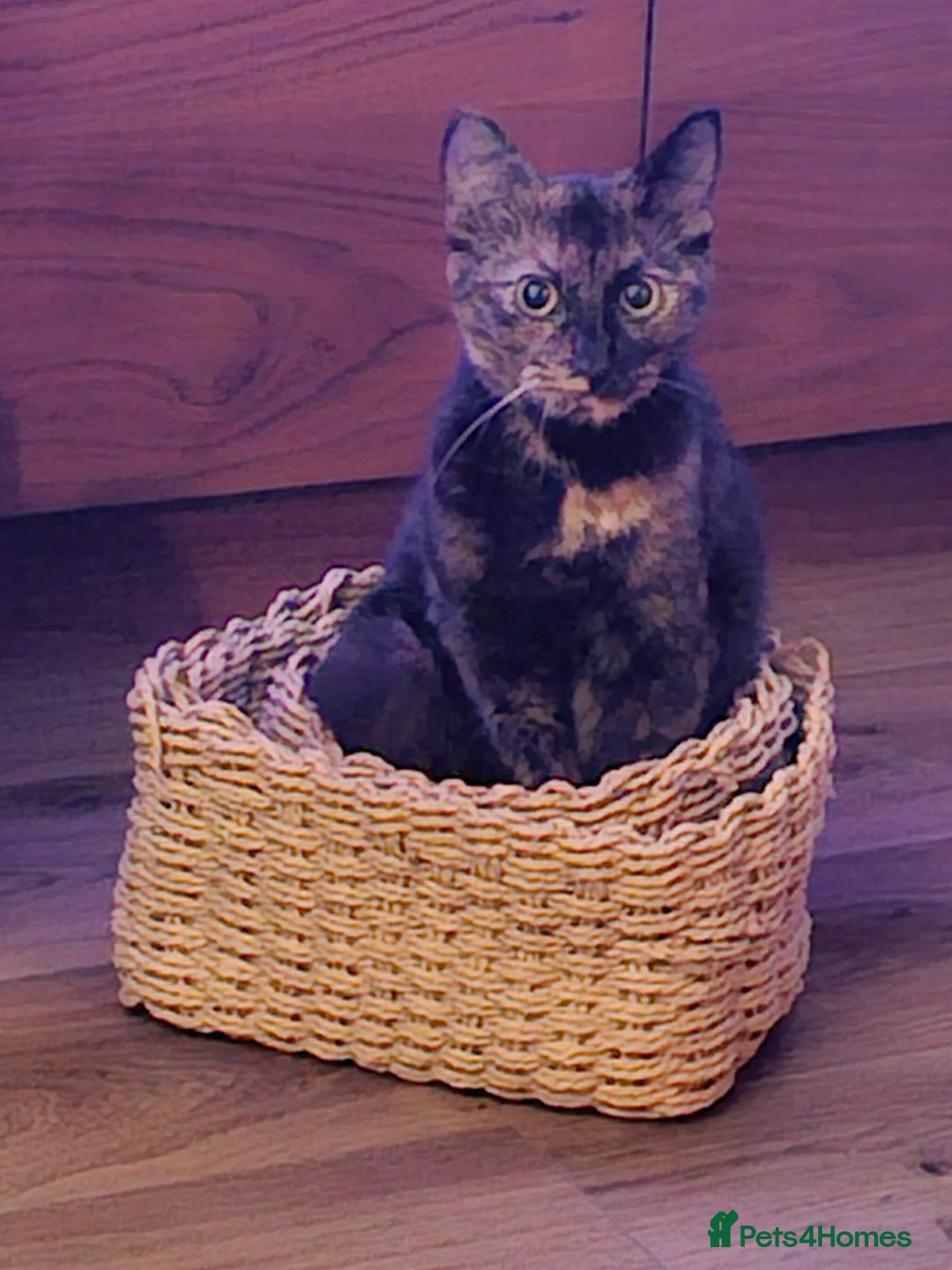 Domestic Shorthair cats for sale: Cat needing new home - Image 2