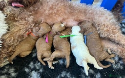 Cavapoo dogs for sale: Top Class Extensively tested F1b Toy Cavapoo pups - Image 4