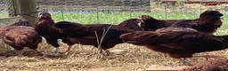 Chickens poultry for sale: Rhode Island Red - Advert 15