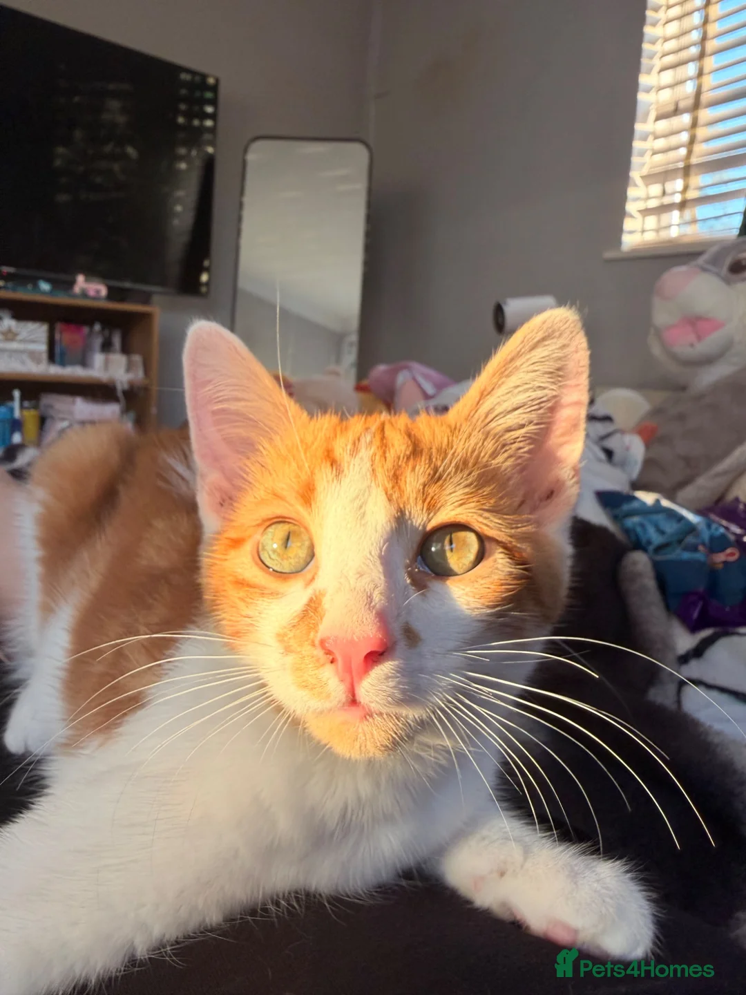Mixed Breed cats for sale: Adorable kitten for sale!  - Advert 1