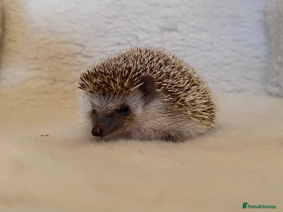 Pygmy Hedgehog rodents for sale: Proven APH female for sale.  - Advert 5