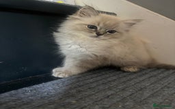 Ragdoll cats for sale: Champion bloodlines Ready for their loving homes - Image 32