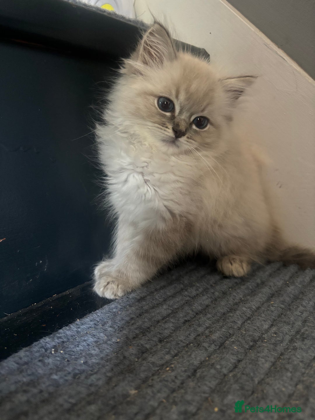 Ragdoll cats for sale: Champion bloodlines Ready for their loving homes - Image 32