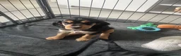 Cocker Spaniel dogs for sale: Cocker spaniel puppies  - Advert 22