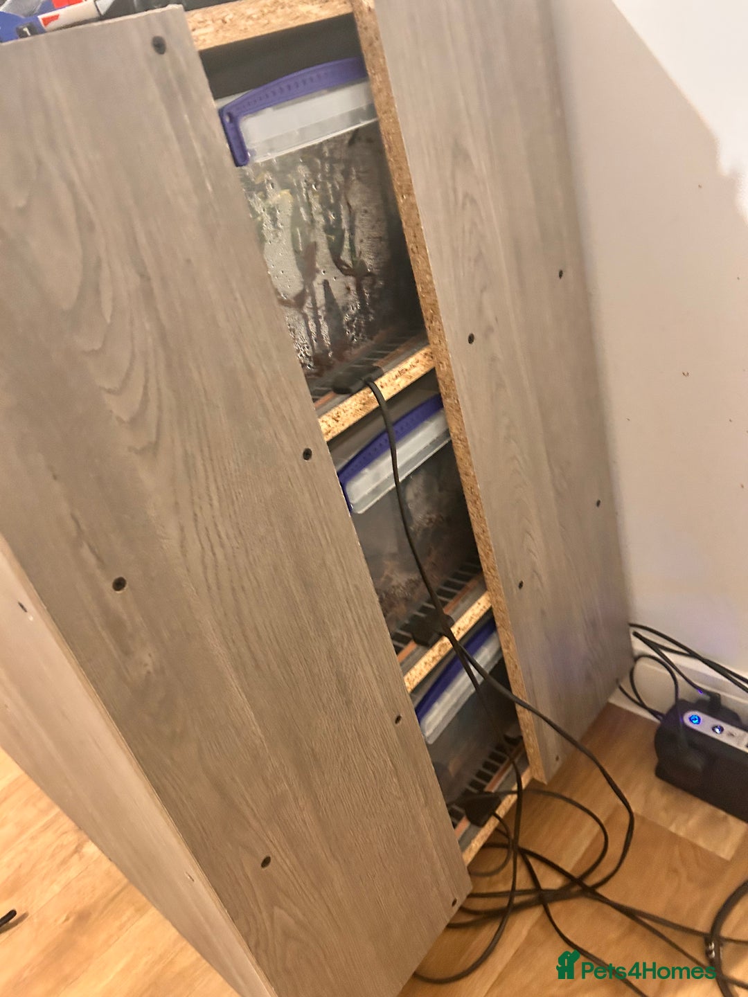 Python Snake reptiles for sale: 3 male ball python  - Advert 5