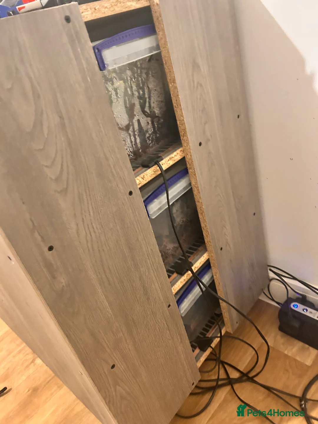 Python Snake reptiles for sale: 3 male ball python  - Advert 5