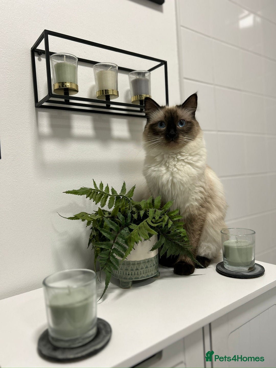 Ragdoll cats for sale: Purebred Ragdoll Kittens 3 Boys & 1 Girl - Advert 2