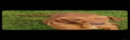 Labrador Retriever dogs for sale: Labrador puppies  - Advert 1