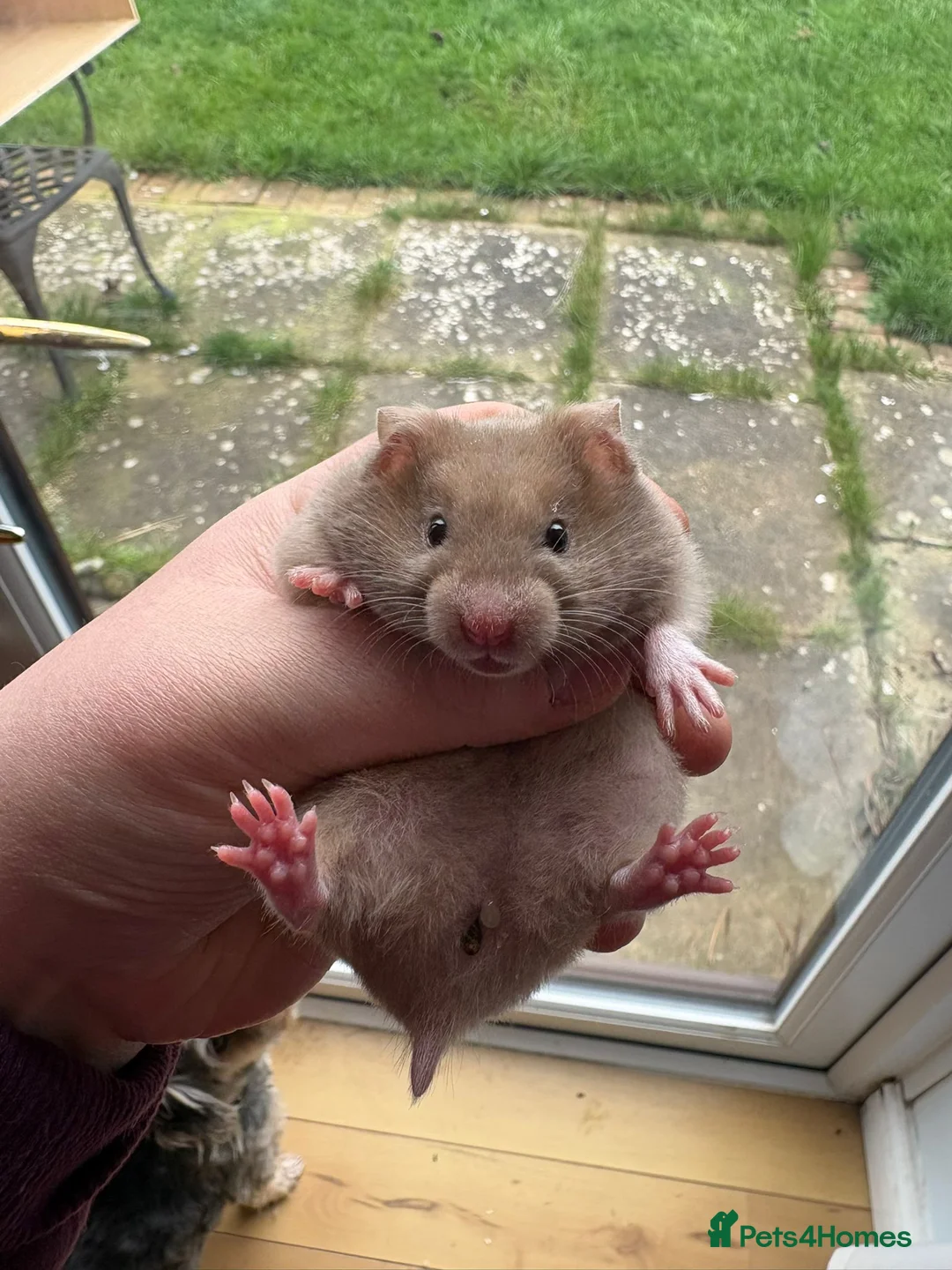 Hamster rodents for sale: Pedigree Syrian hamsters - Advert 15