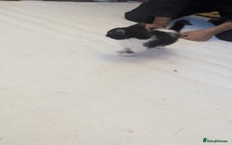 Mixed Breed cats for sale: Kittens for sale - Image 14