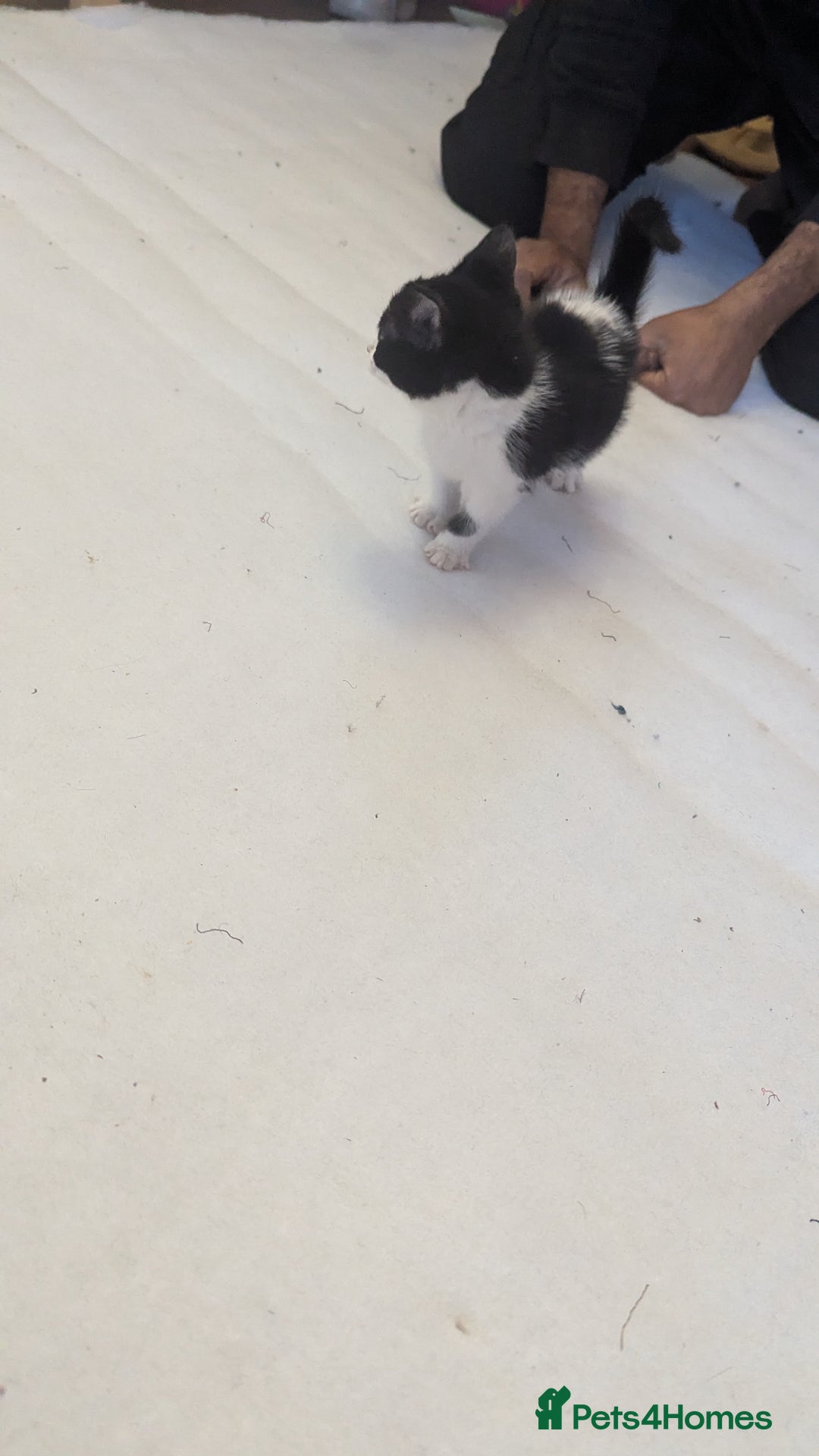 Mixed Breed cats for sale: Kittens for sale - Image 14