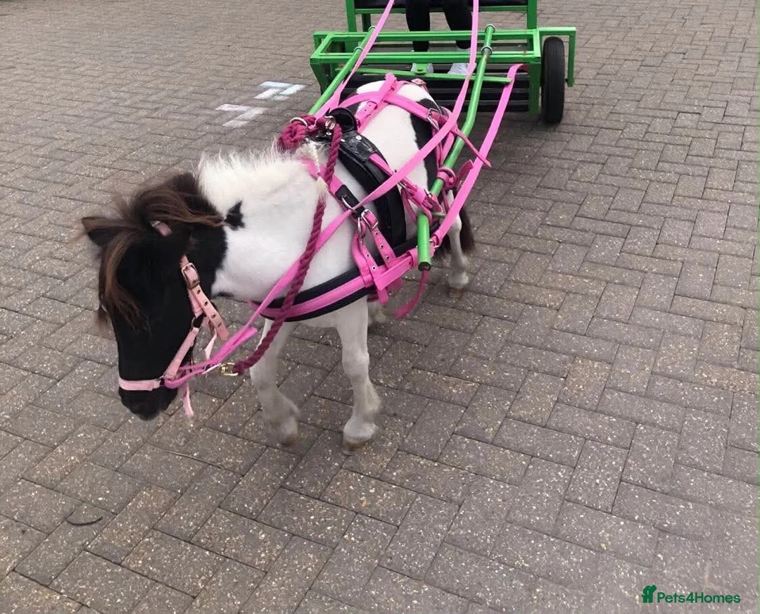 Shetland pony horses for sale: Diamond Shetland  - Advert 12