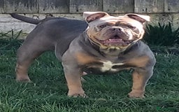 Olde English Bulldogge dogs for sale: Genetic Clear, Hip & Elbow Graded Breeding - Image 25