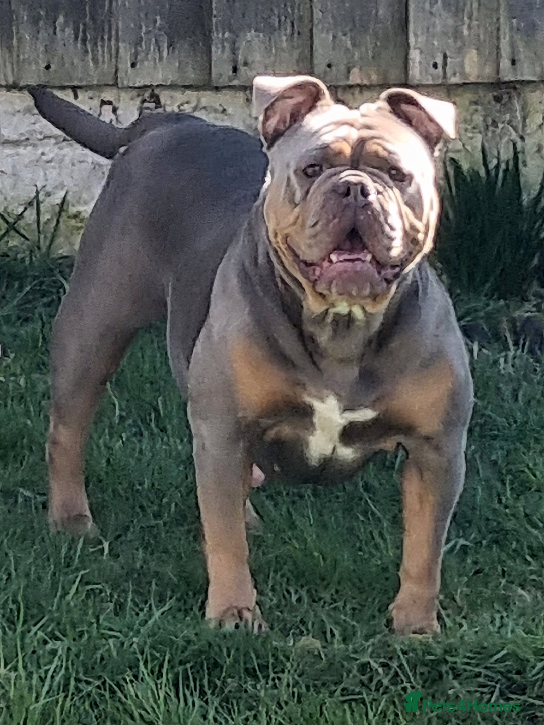Olde English Bulldogge dogs for sale: Genetic Clear, Hip & Elbow Graded Breeding - Image 25