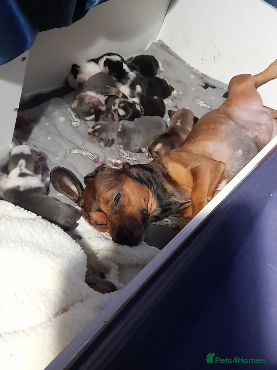 Mixed Breed dogs for sale: French bulldog x puppies in Clacton-on-Sea - Advert 1