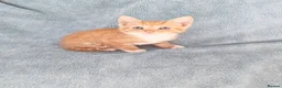 Mixed Breed cats for sale: GINGER BOYS VIDEOS - Advert 11