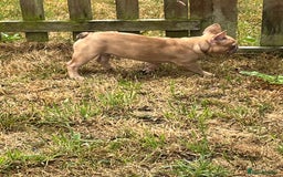 French Bulldog dogs for sale: Milo, Lovable boy Frenchie, amazing price 💫 - Image 12