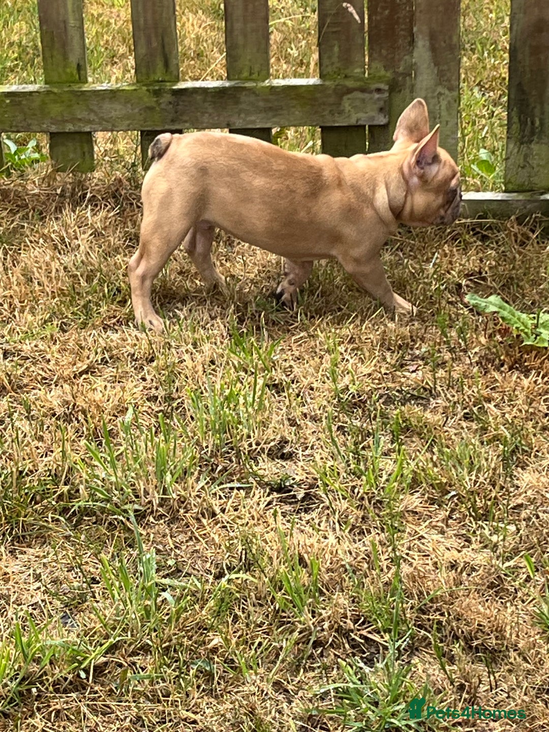 French Bulldog dogs for sale: Milo, Lovable boy Frenchie, amazing price 💫 - Image 12
