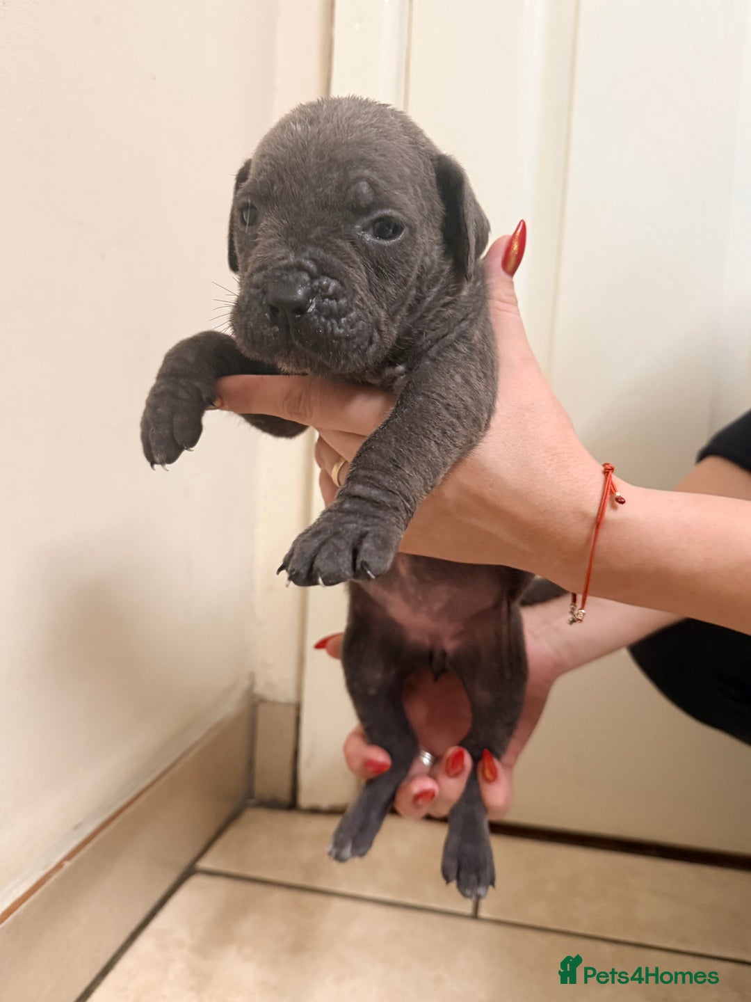 Cane Corso dogs for sale: Beautiful Cane Corso puppies available - Advert 5